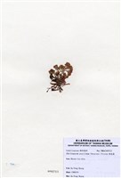 藏品(唇孢藻)的圖片